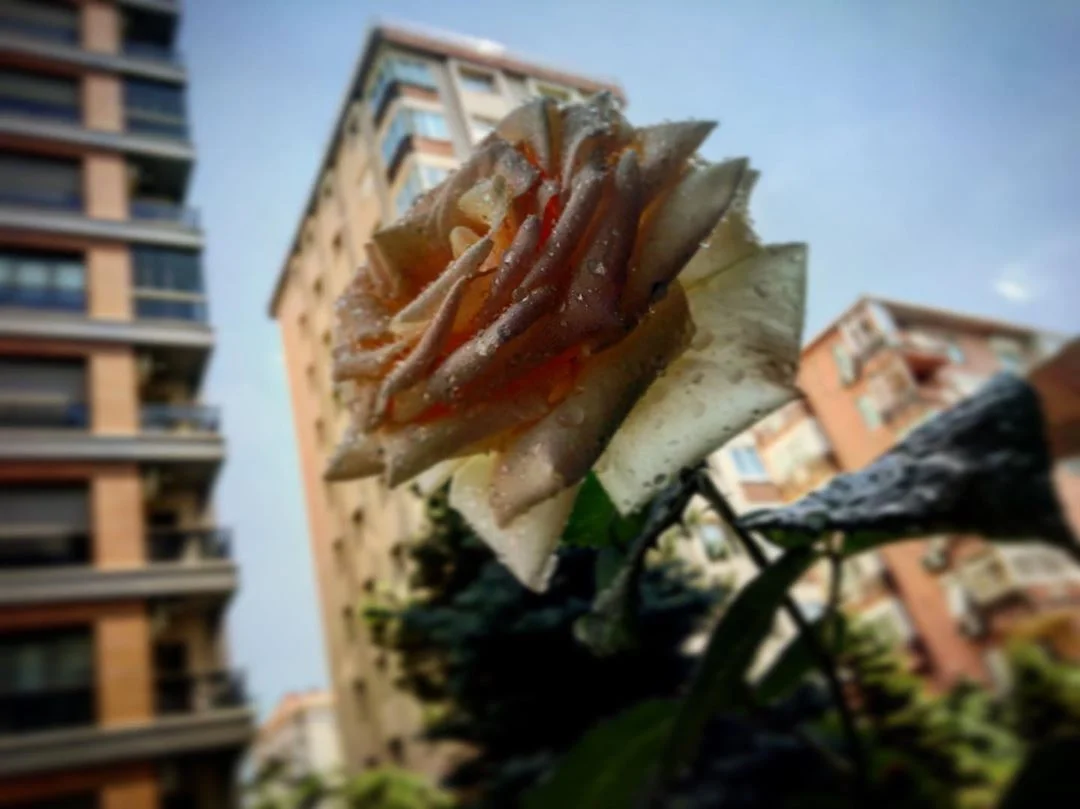 HD Gül Resmi