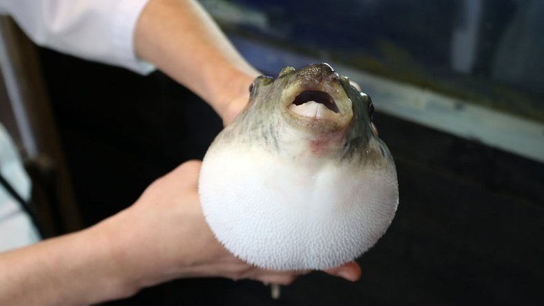 Hasta Olmanıza, Hatta Ölmenize Bile Sebep Olabilecek 5 Yiyecek Balon Balığı