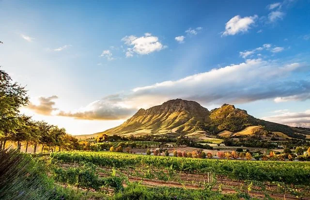 Kova  Güney Afrika