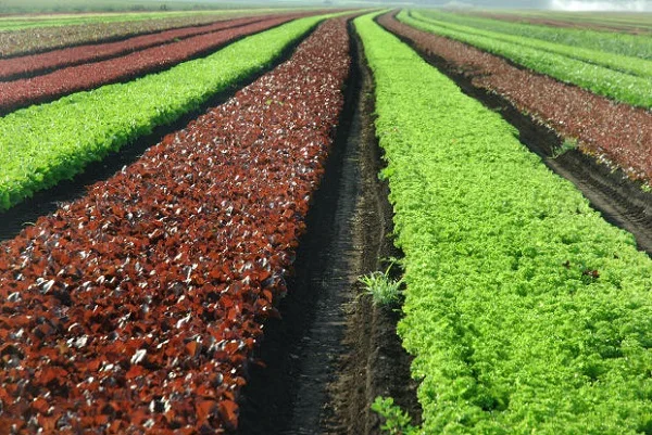 Organik Bakım Nedir Organik Bakım Nasıl Yapılır