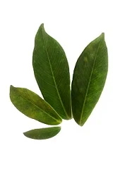 Sivilce Maskesi 